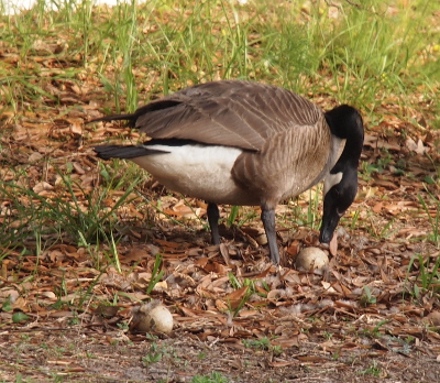 [The goose stands in the leafy nest and has her beak near one eggs which is mostly out of the nest. There is one egg about 18 inches from the nest that looks to have some growth on top of it.]
